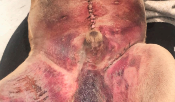 CIRURGIA APOLLO