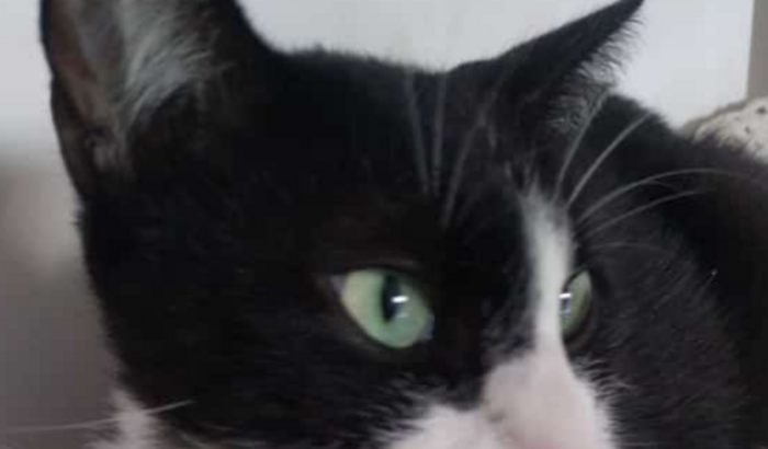 Consulta e exames do Gyiu!