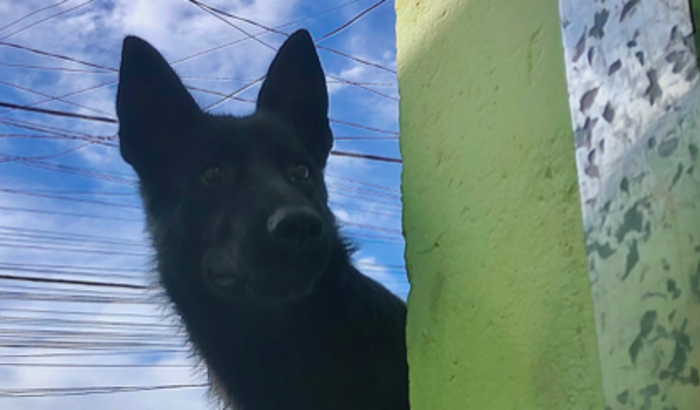 Tratamento para minha cachorra
