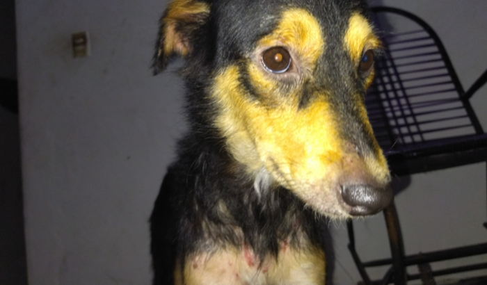 Compra de remédios, tratamentos e shampoo para minha cachorra com sarna
