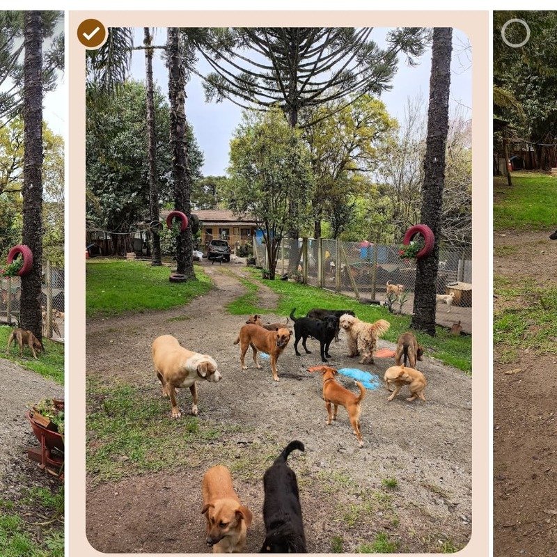 imagem da vaquinha Ajuda para o abrigo 