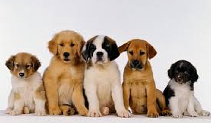 Ajuda Animais