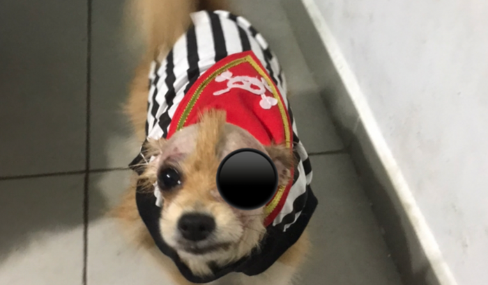Ajuda Para Nova Sptiz Piratinha 