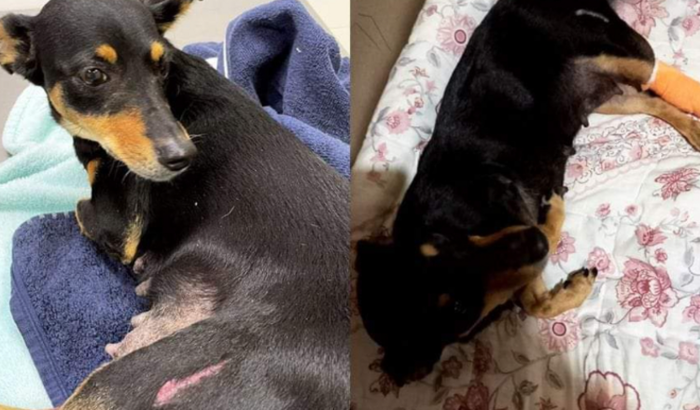 SALVAR CADELA BELINHA ATROPELADA