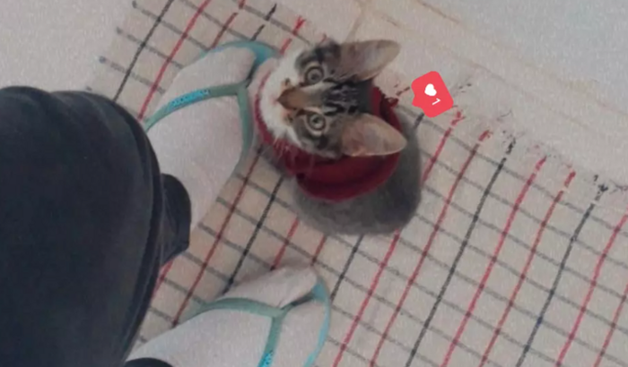 Ajudem o Peter Miranha