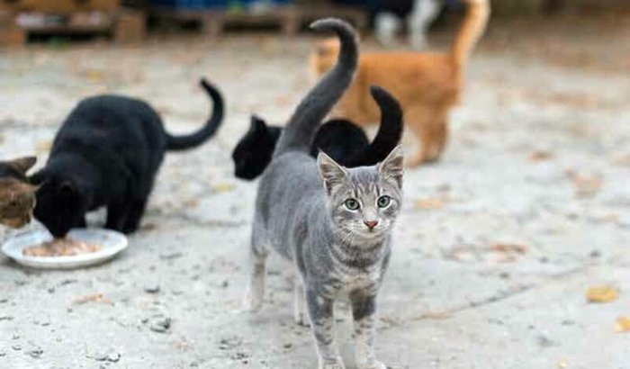 Ajuda aos Animais 