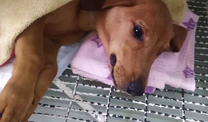 Ajude o “menino” - cão atropelado