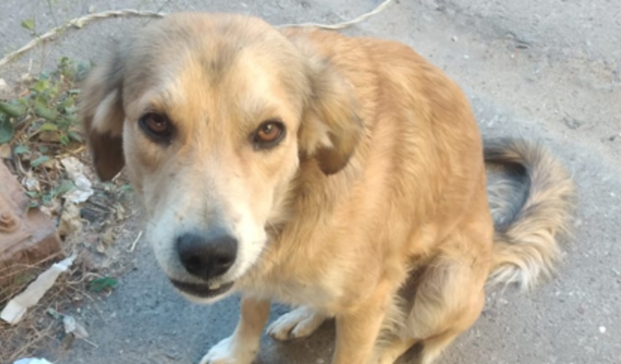 Ajudem por favor este cachorro resgatado