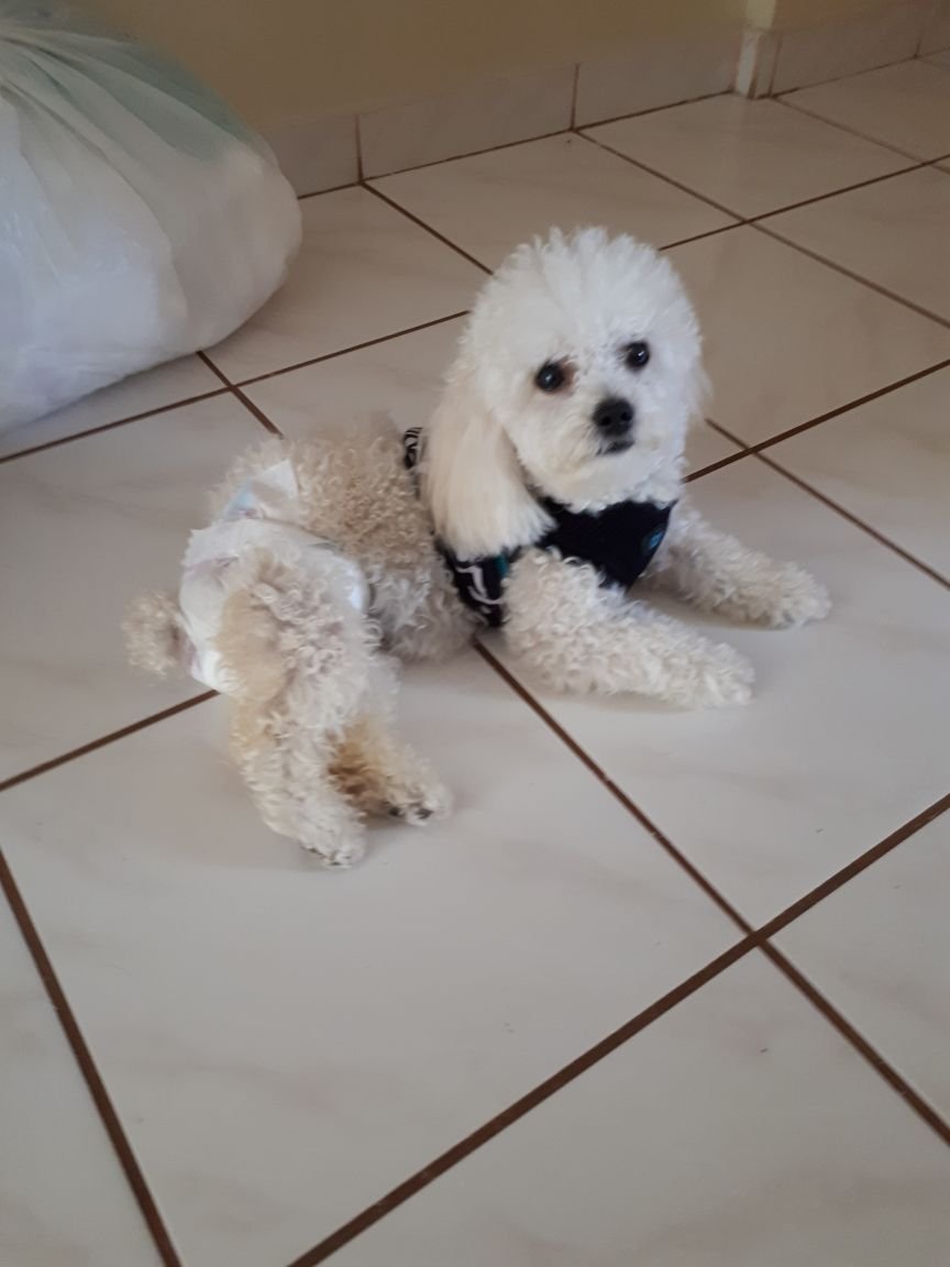 Ajude a Punk (Cadelinha Poodle Toy)