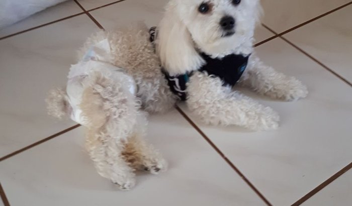 Ajude a Punk (Cadelinha Poodle Toy)