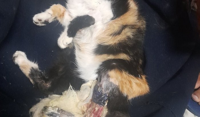 Vaquinha para levar no Anclívepa e salvar a vida da gatinha Pampinha, que precisa urgente de uma operação