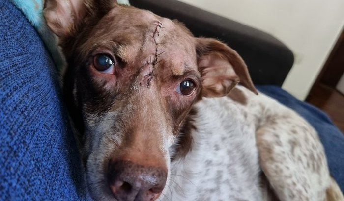 Tratamento pós cirurgia da Melanie