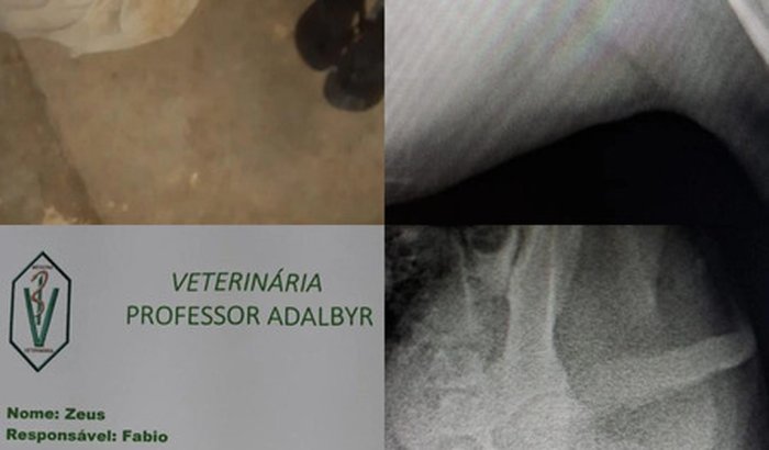 Cirurgia  na pata do zeus 