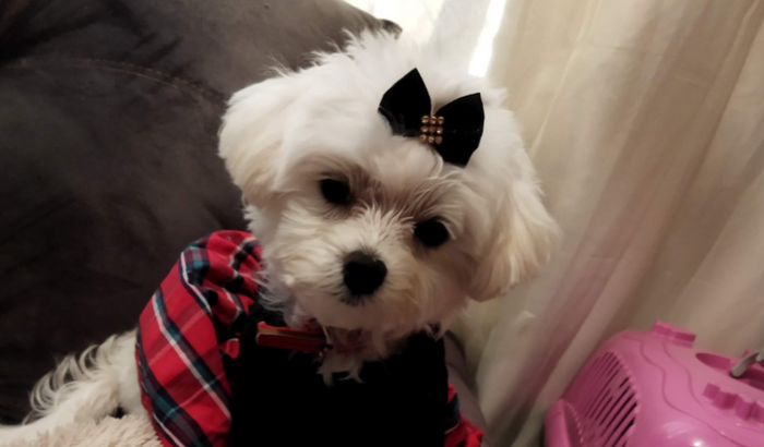 Vamos salvar a Maggie - Cirurgia - Shunt