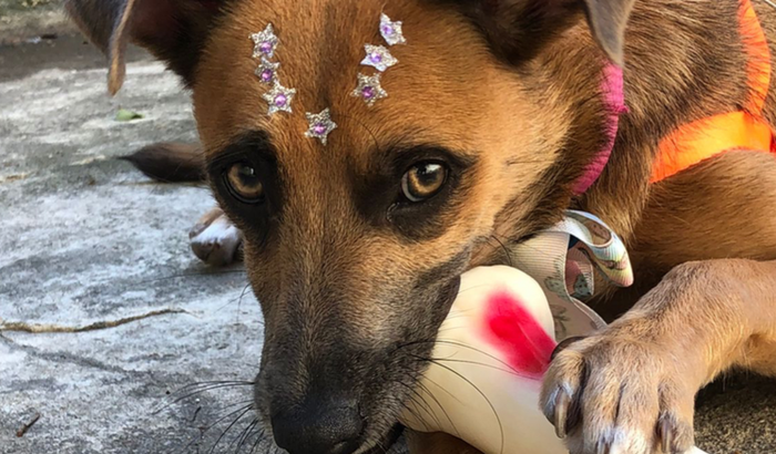 Vakinha para castrar a Filó