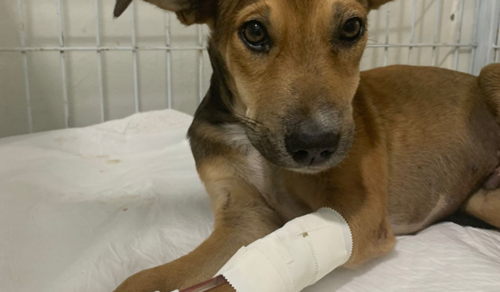 Ajudando um cãozinho que precisa muito da sua ajuda