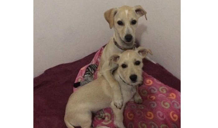 Castração Cachorro de rua