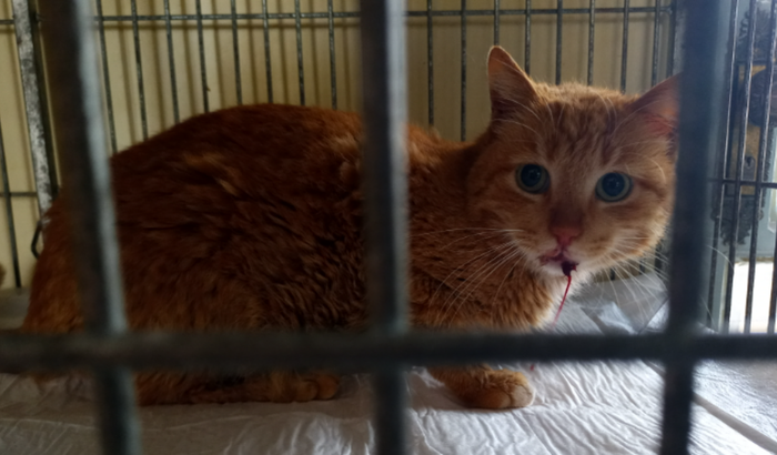 Cirurgia do gatinho Esperança