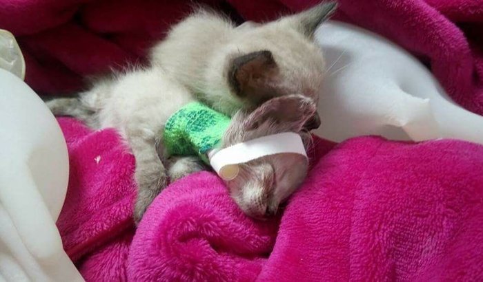 Ajuda aos gatinhos internados