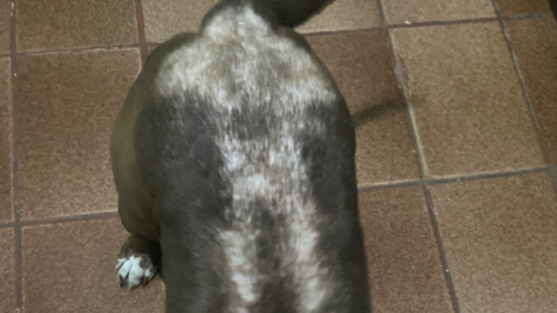 imagem da vaquinha Ajude Hulk, o cão amigo. 🐶