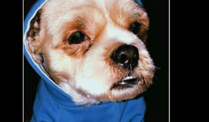 Ajudar o tratamento do Barry que foi envenenado