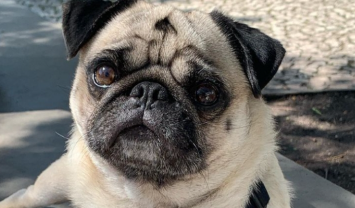 Ajuda para tratamento e cirurgia do Raul