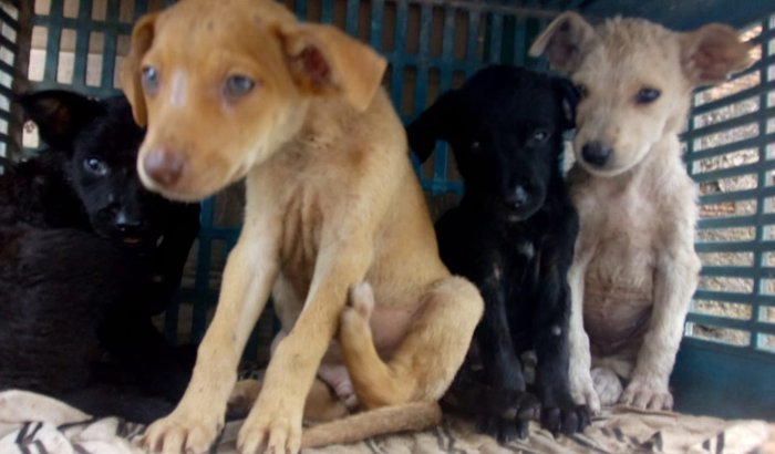 Ajude os animais de rua