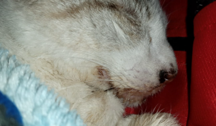 ajuda para o tratamento de Chandler, gatinho de 3 meses