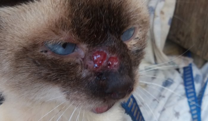 AJUDA DE AMOR AO GATO BONITINHO PEGOU UMA DOENÇA esporotricoze 