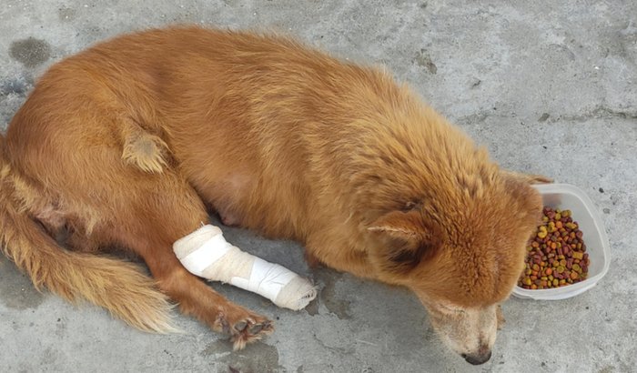 Ajude a cachorrinha Bela
