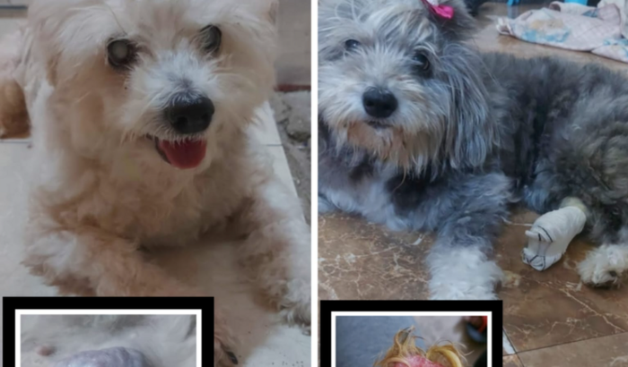 Vakinha solidária Brenda e Pandora