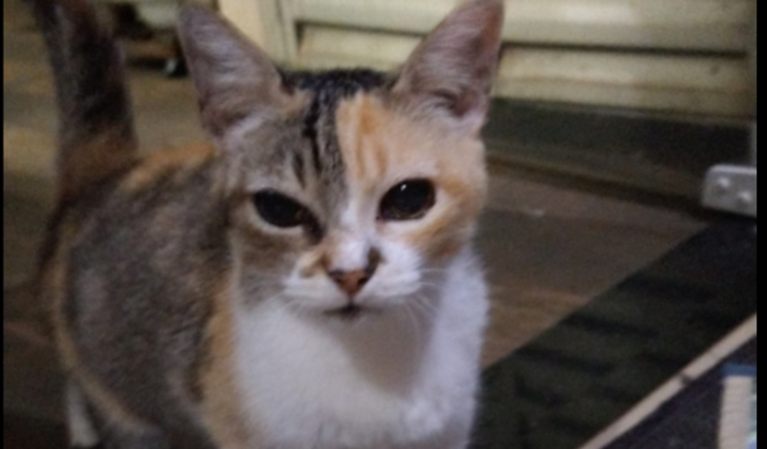 AJUDE A SALVAR A GATINHA TEREZINHA 