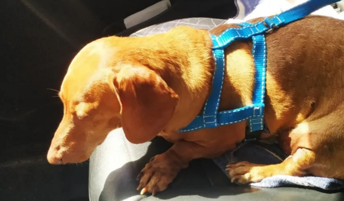 Ajuda para cirurgias do doguinho Fofo