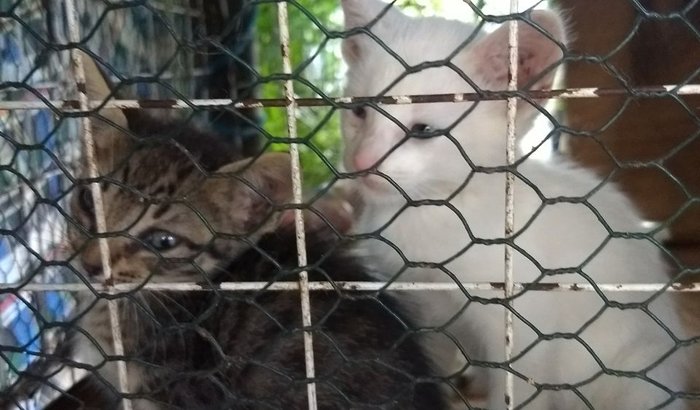 Gatinhos do Méier