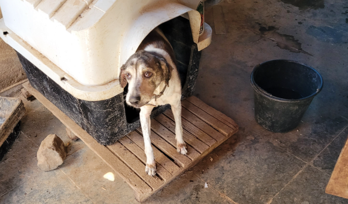 Ajude as Patinhas Órfãs