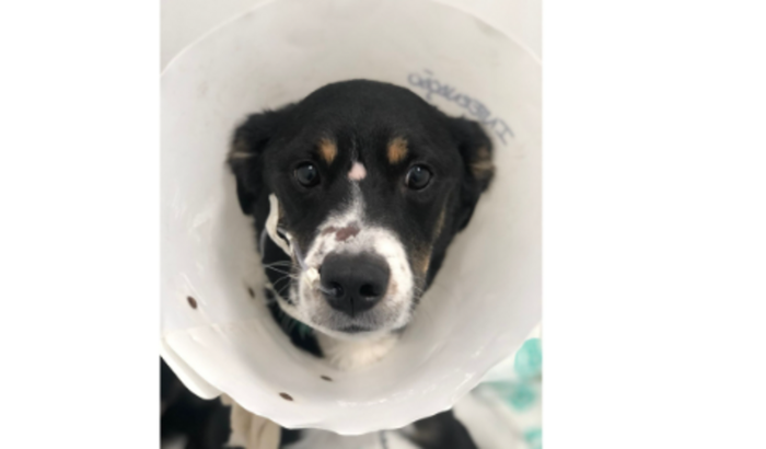 Ajude a salvar o Madara