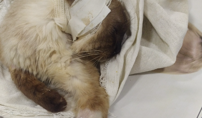 Ajuda para salvar minha gatinha Shigwa Maria