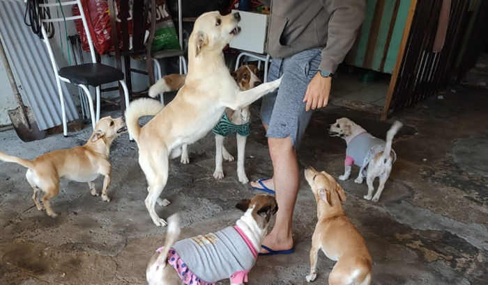 Tudo pelos animais