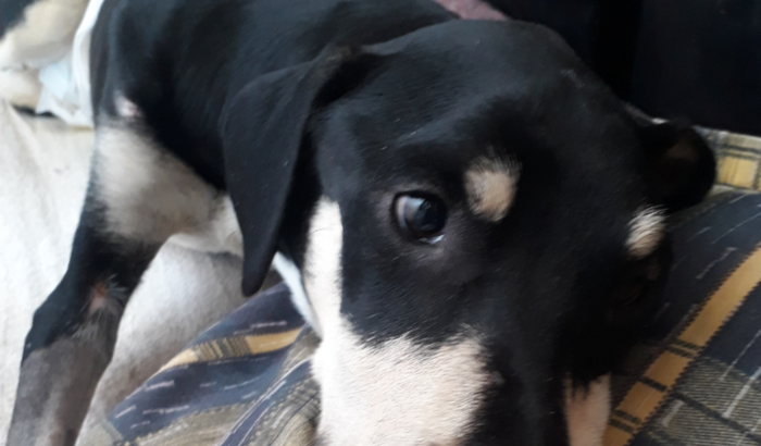 Pretinho precisa de Trat. Vet.Neurológico p vencer a CINOMOSE!