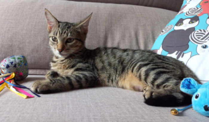Ajude o gatinho Chapolin na sua cirurgia ortopédica