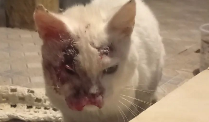 Despesa veterinária Branquinho 