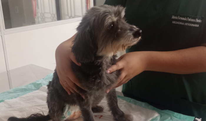 Ajuda para quimioterapia da Meg