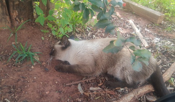 Vamos ajuda a Floquinha se recuperar 