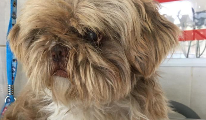 Ajude o Bob nas cirurgias!