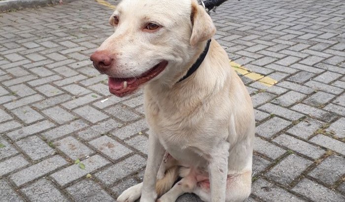 Cachorro atropelado 