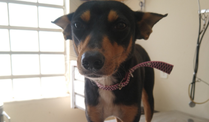 Castração de cadela de rua curada de TVT