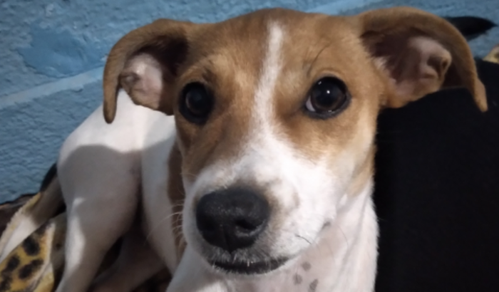 Ajude os animais da Aline 