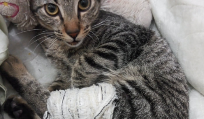 Vamos ajudar minha gatinha (MIMI)