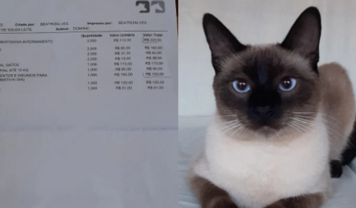 Ajude com as despesas do Dominique no hospital veterinário