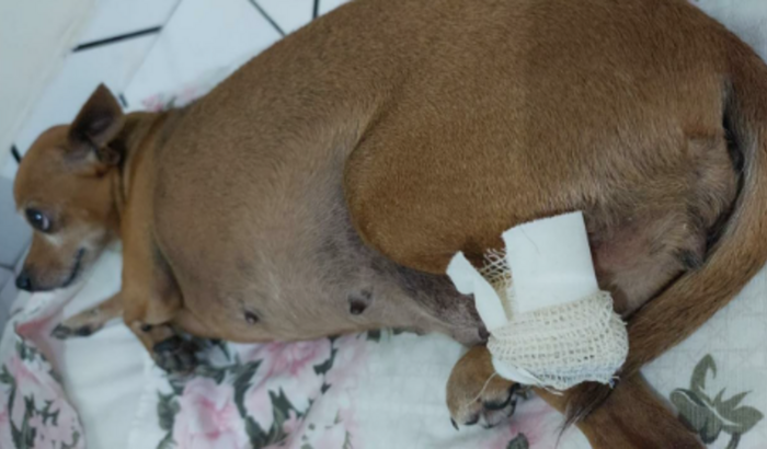 Ajuda para a cirurgia de Belinha